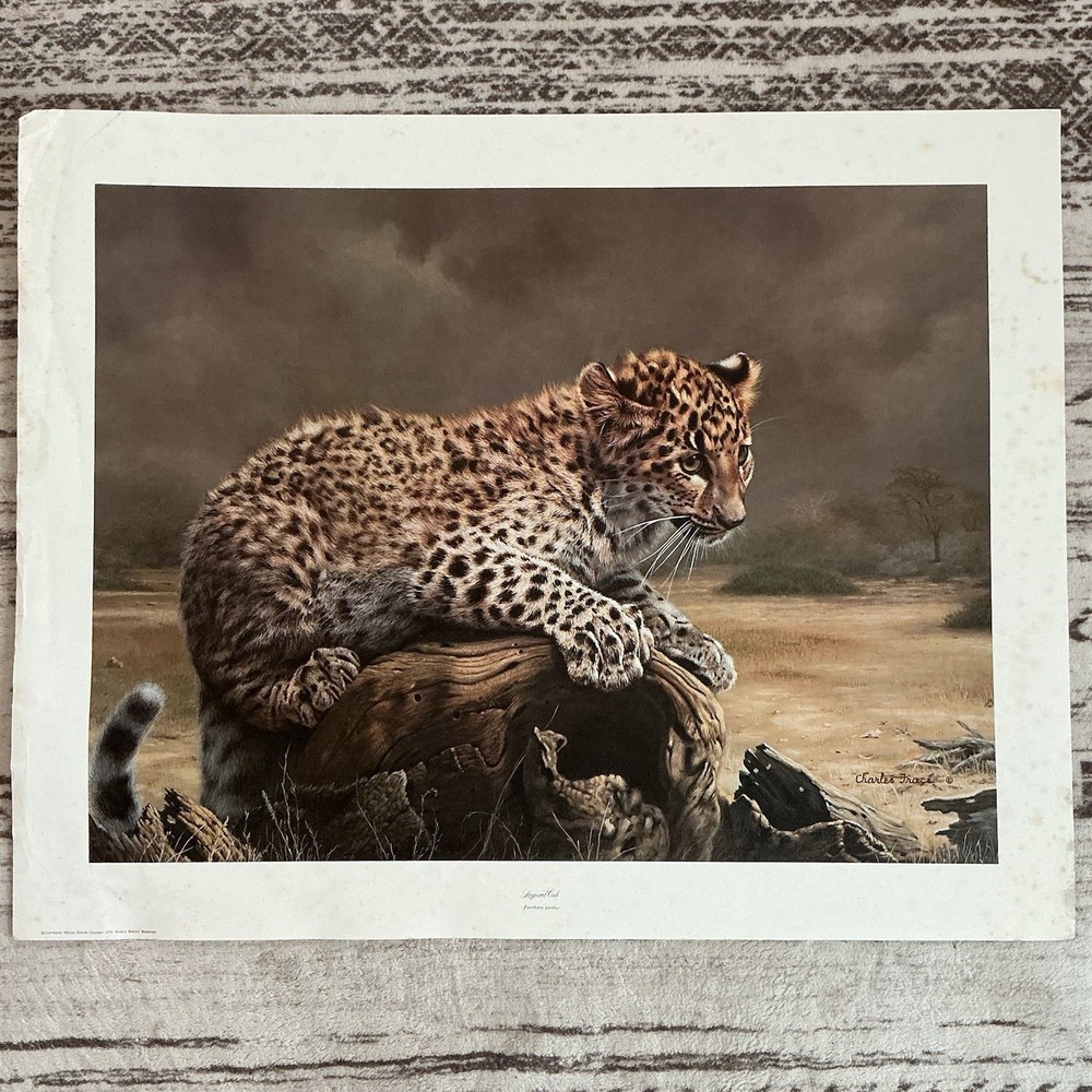 Leopard Cub Art Print by Charles Frace 22" X 28" Wildlife *read Description *